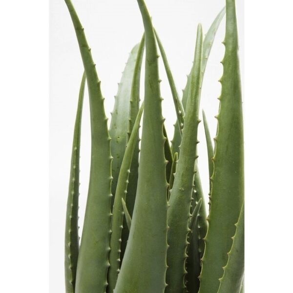 KARE roślina dekoracyjna ALOE 69 cm - obrazek 2