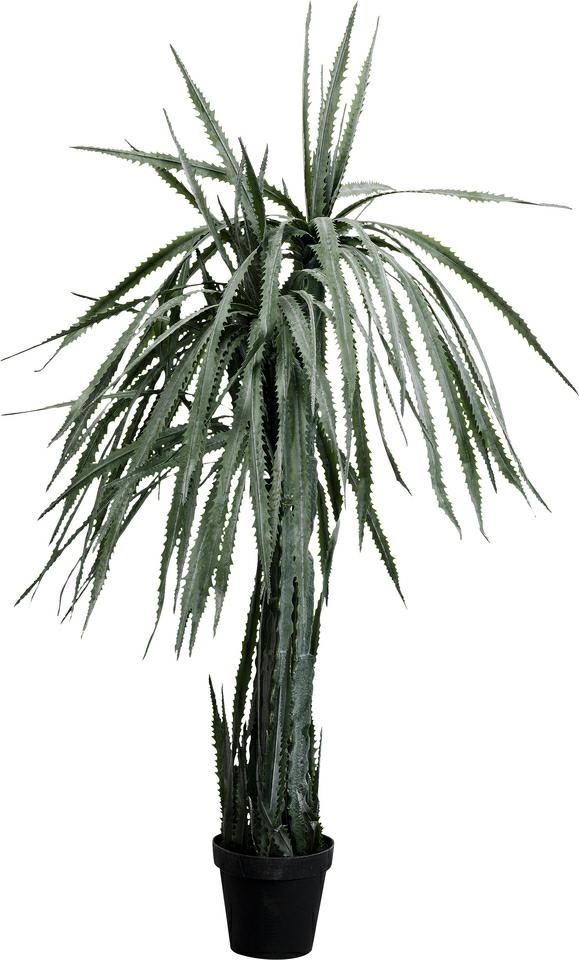 KARE roślina dekoracyjna DRAGON TREE 155  cm